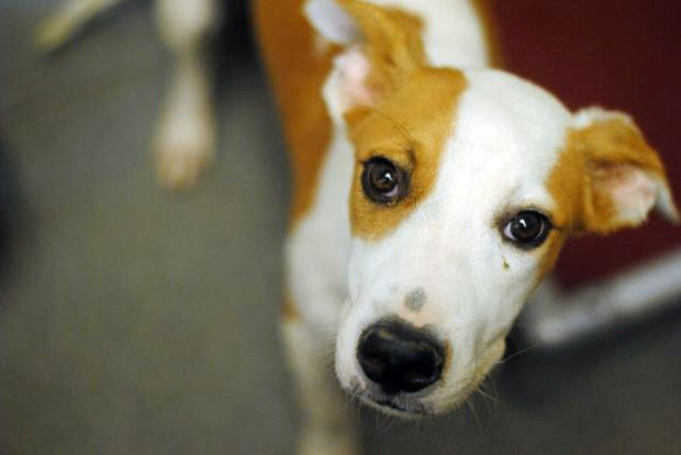 091913-nw-pets-p2